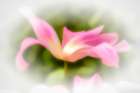 Abstract of pink flower petals Art Print